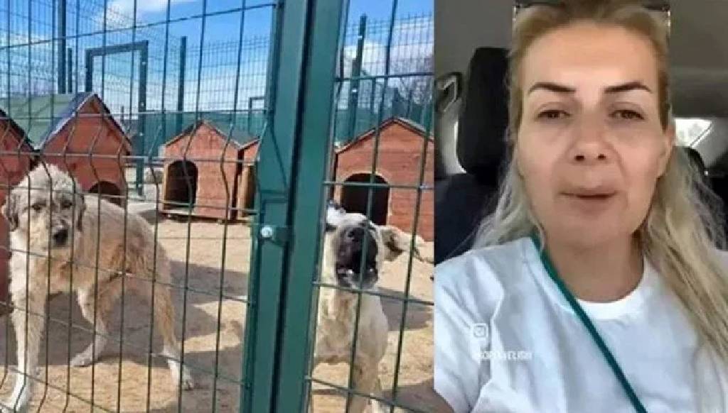 20 milyon liralık vurgun! Yaşama Tutunan Patiler Derneği'ne yönelik soruşturmada 19 gözaltı