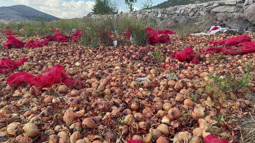 Yaz geldi, manzara değişmedi! 2 ton kuru soğanı boş araziye döküp gittiler...