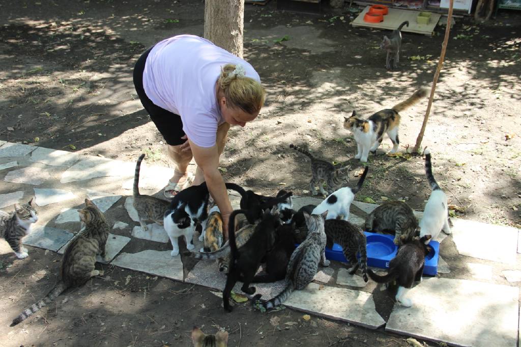 Onlarca kedi bir sesiyle etrafına toplanıyor... 70'ten fazla kediye anne şefkati ile bakıyor!