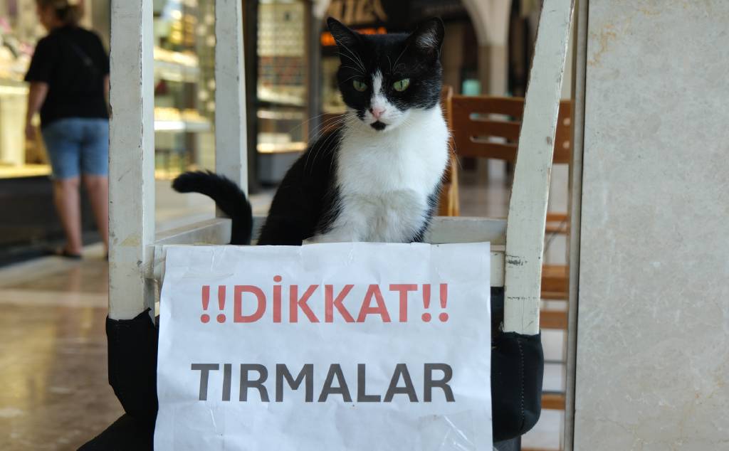 Bulunduğu yere köpekler bile giremiyor… Adana’nın asabi kedisi ‘Kızım’