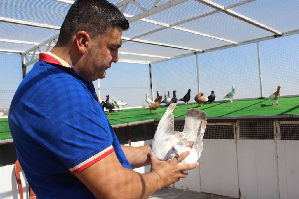 Otomobil fiyatına güvercin: 750 bin TL’ye satıyor!