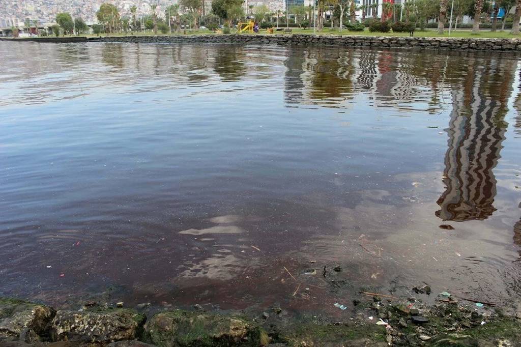 İzmir Körfezi'nde doğal denge bozuldu: Kirlilik ve kızıllık tehlikesi