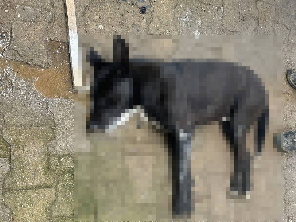 Bodrum’da hayvan katliamı! 4 köpek ve 2 kedi telef oldu…