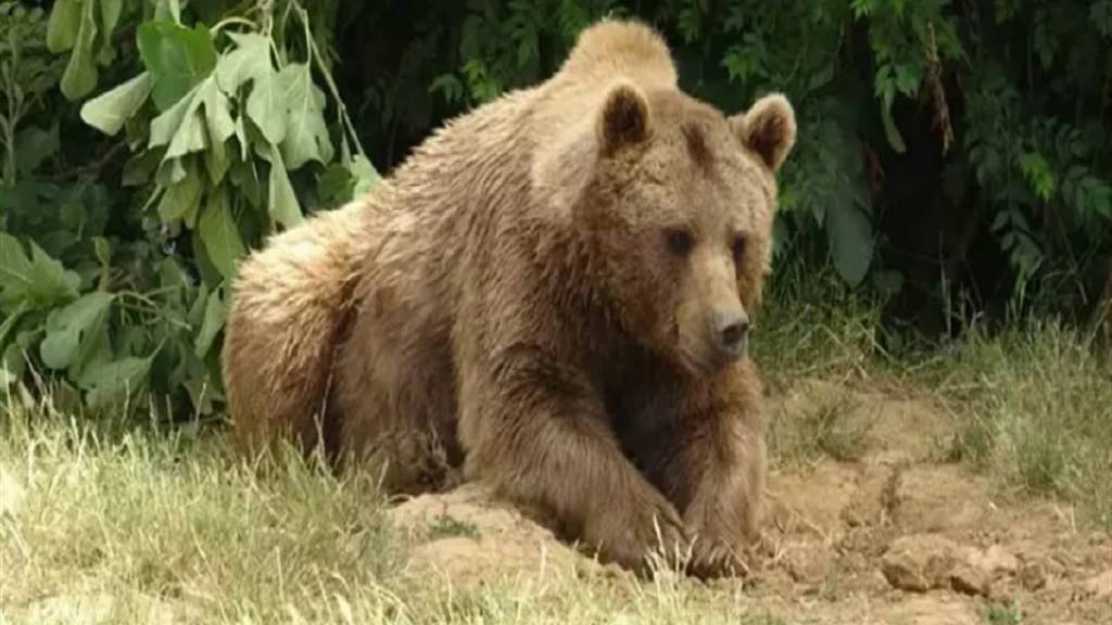 Bursa'da barınaktan kaçan ayı 30 saattir aranıyor!
