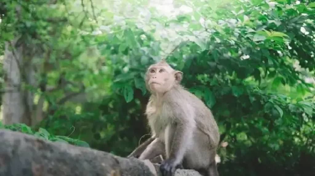 Sri Lanka'da trafoya giren maymun tüm ülkenin elektriğini kesti!