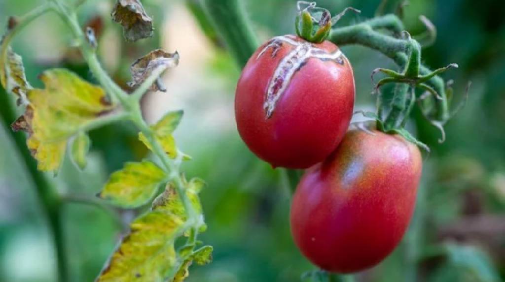 Tarım Bakanlığı'ndan 'virüslü domates' alarmı! Ekildiği yerde tarımı yok ediyor...