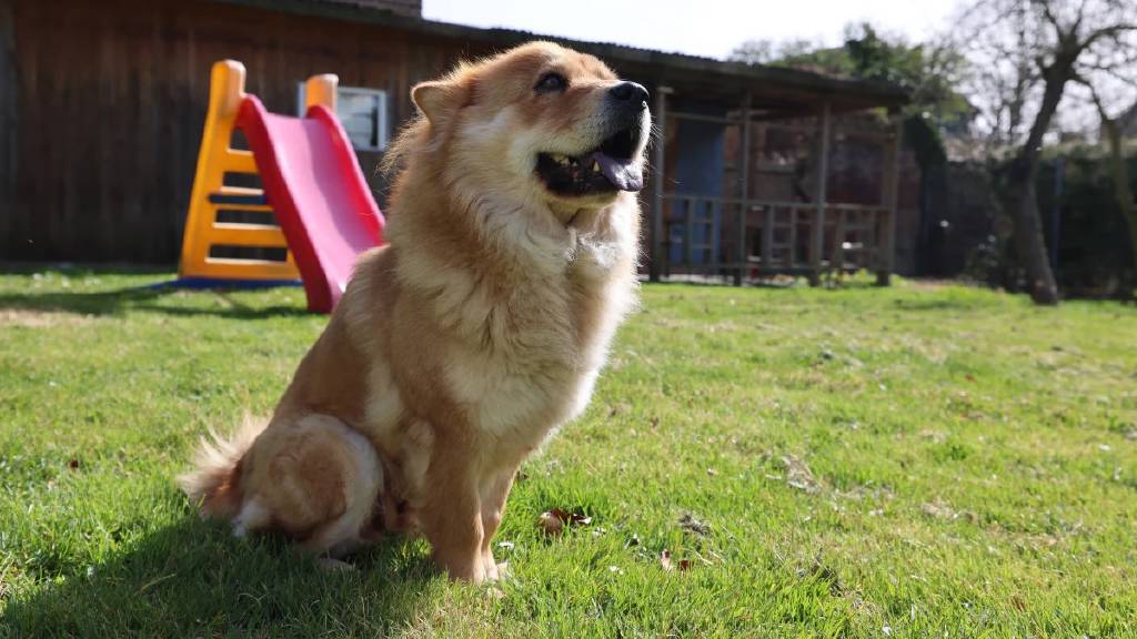 Almanya'da köpek vergisinde artış: 421 milyon euro toplandı
