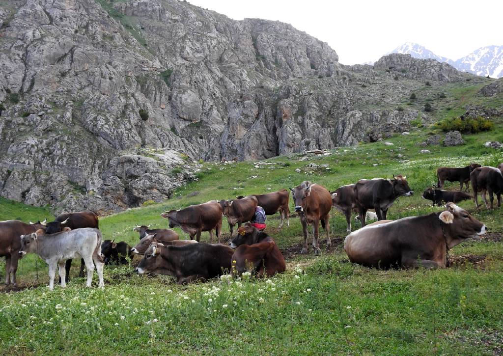Ayda 60 bin TL maaşla çalışacak çoban yok! Sistemle yaylıma çıkıyorlar…