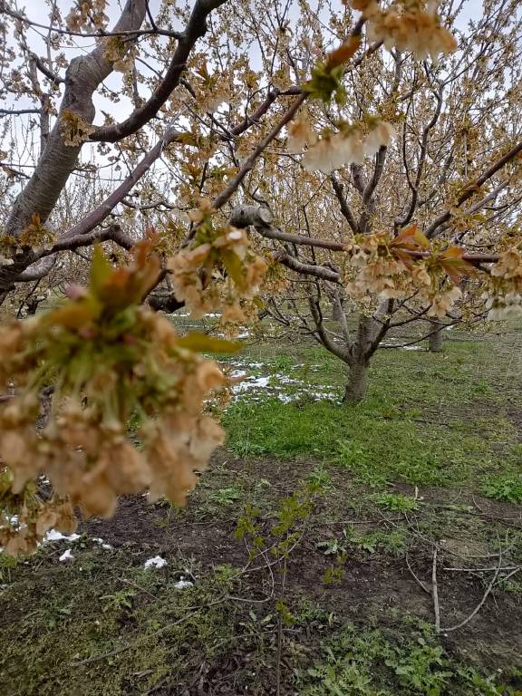 ‘Kraliyet kirazı’ bu yıl çok az olacak!