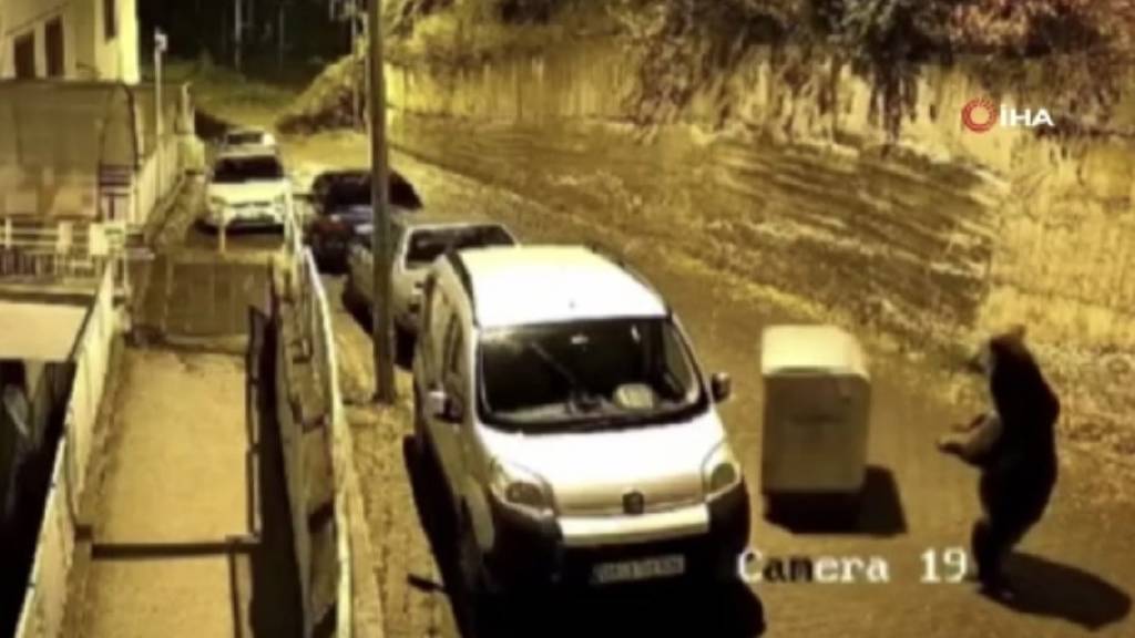 Kızılcahamam'da ayı çöp konteynerini yokuştan aşağı itti