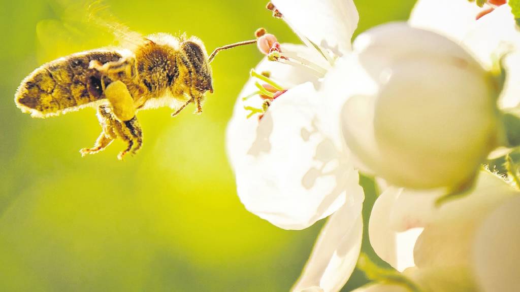 Arı poleninin sağlığa faydaları: Bağışıklığı destekliyor