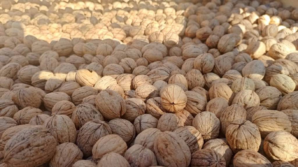 Denizli'de ceviz hasadı başladı: 300 ton rekolte hedefleniyor