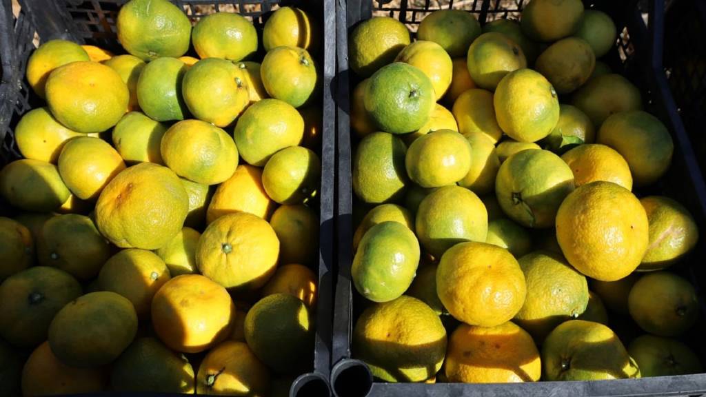 Ege'de satsuma mandalinasının ihracat sezonu başladı