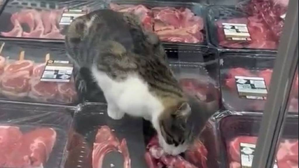 Markette etleri yiyen kedi görüntülendi: Ürünlere el konuldu