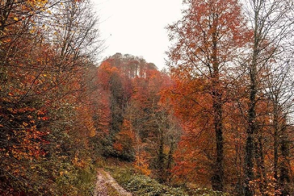 İstanbul'da ormanlara giriş yasağı